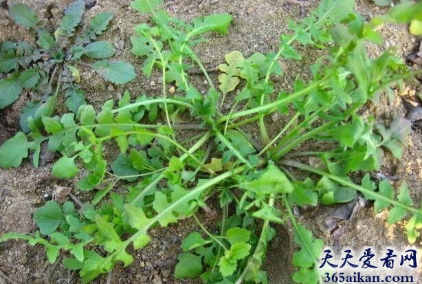 梦见荠菜好不好？梦见荠菜预示着什么？