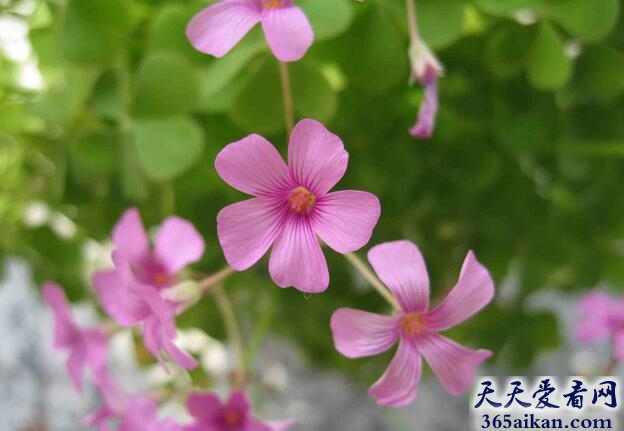 梦见开花是什么意思？梦见开花预示着什么？