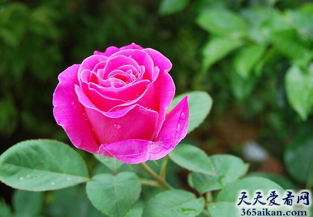 梦见月季花预示着什么？