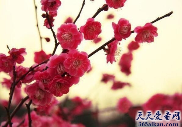 梦见梅花是什么意思？梦见梅花意味着什么？