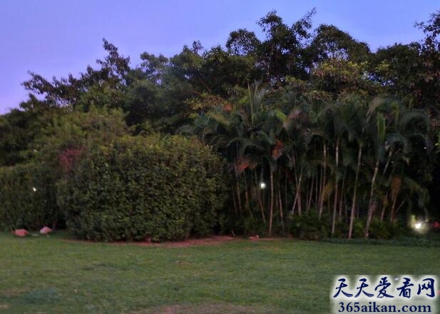 梦见各种树木意味着什么？