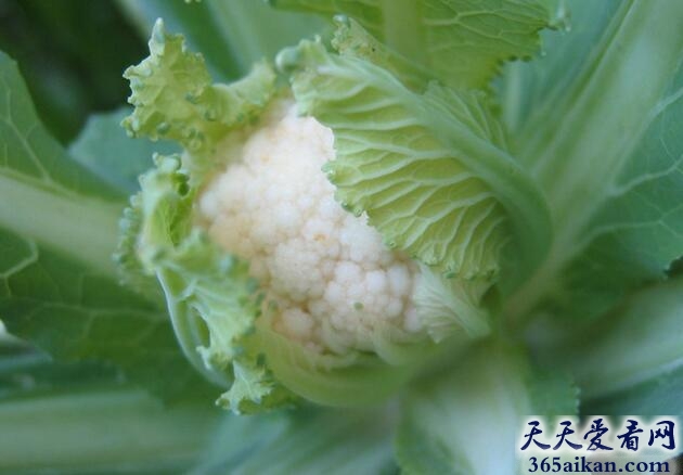 梦见菜花预示着什么？