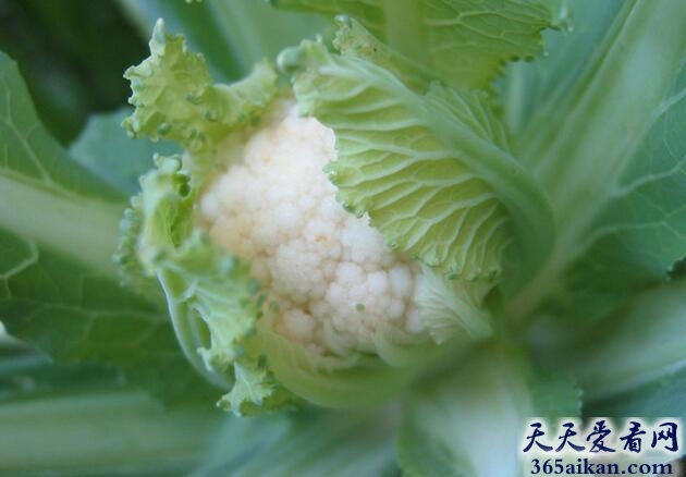 梦见菜花预示着什么？