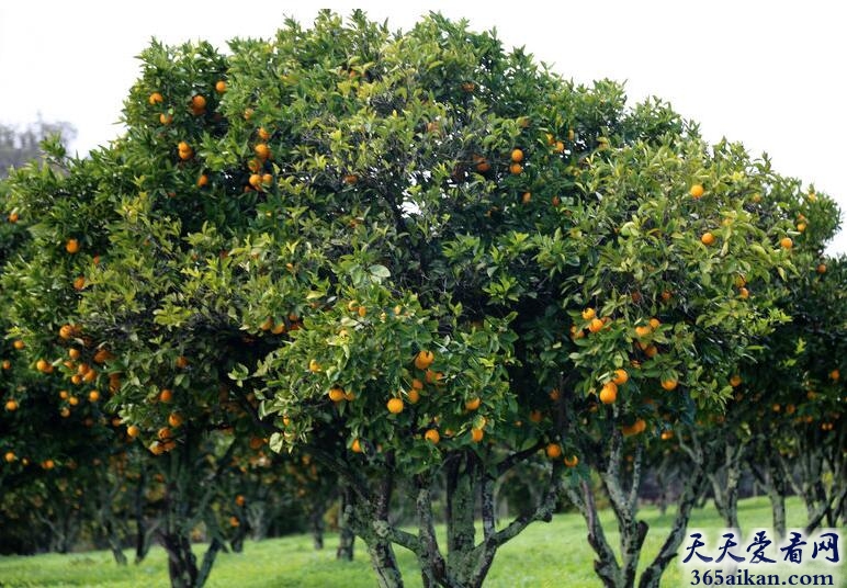 梦见橙子树预示着什么？