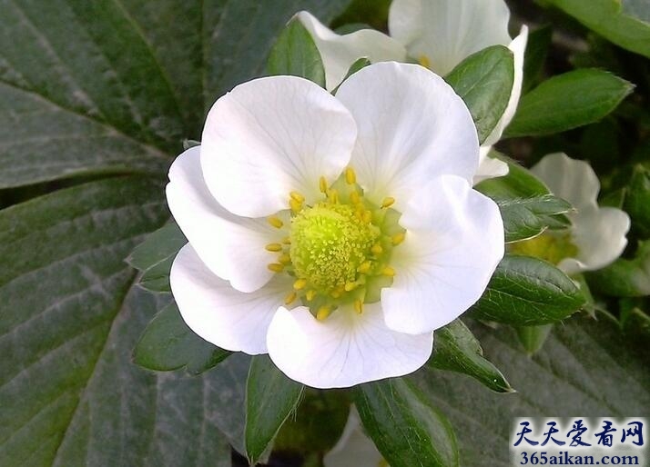 梦见白花好不好？梦见白花是什么意思？