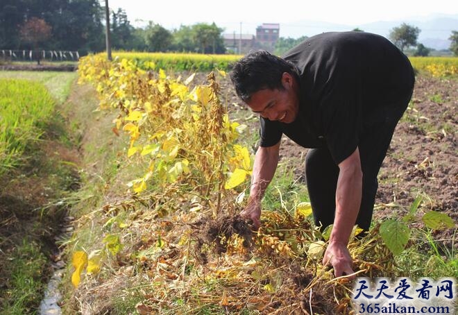 梦见种黄豆预示着什么？