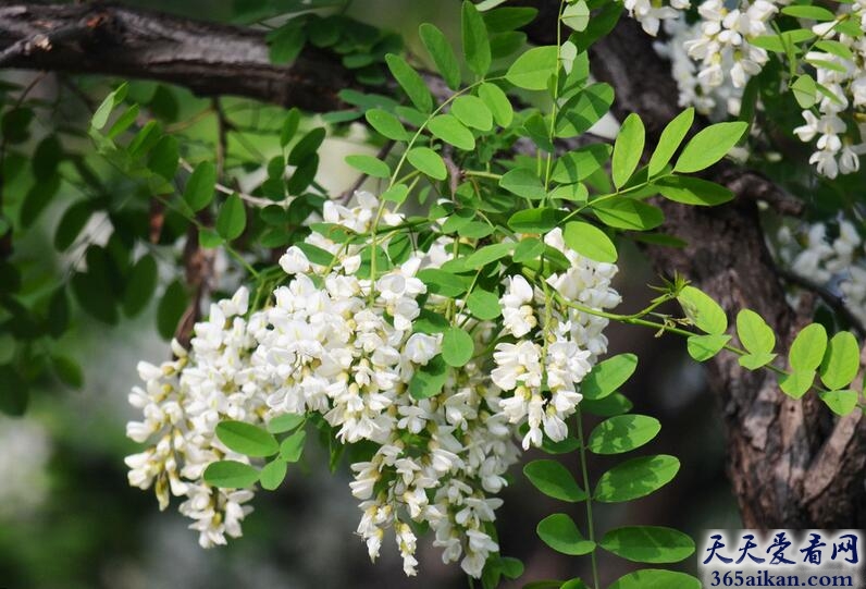 梦见槐树是什么意思？