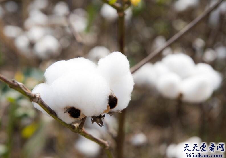 梦见棉花好不好？梦见棉花意味着什么？