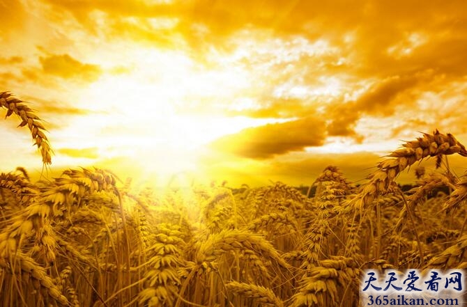 孕妇梦见麦子预示着什么？