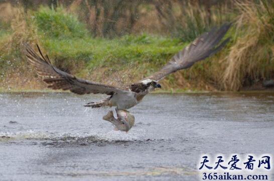 梦见水中抓鱼预示着什么？