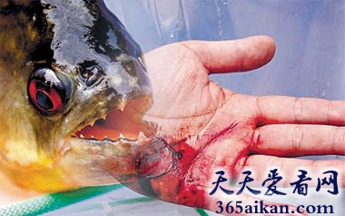 广西柳州惊现食人鱼，多名市民被攻击