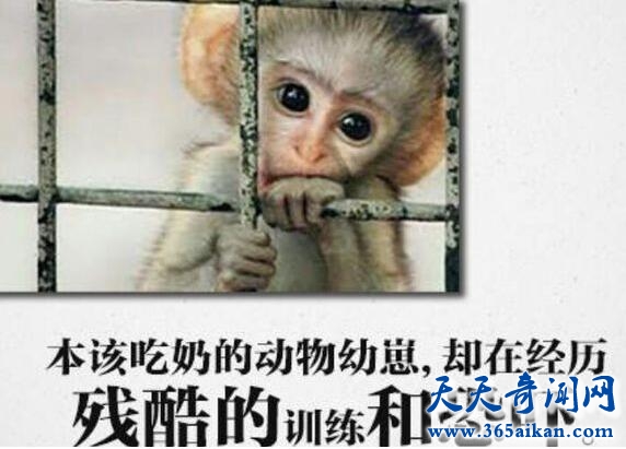 世界动物日是哪一天？世界动物日的由来
