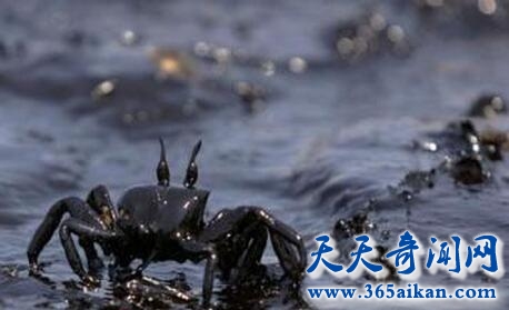 黎巴嫩战争8.jpg