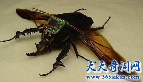 令人防不胜防的小间谍，美国昆虫间谍来袭！