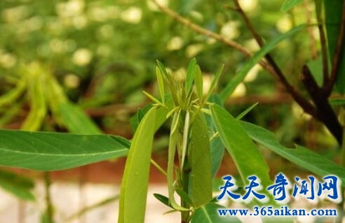 跳舞草3.jpg
