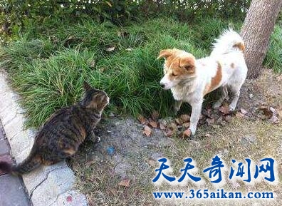 猫和狗能一起养吗？猫和狗能和平共处吗？