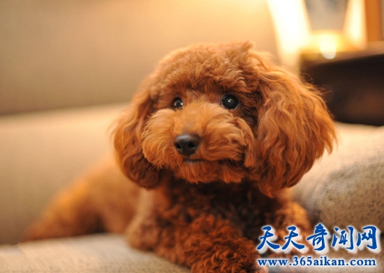 玩具贵宾犬.jpg