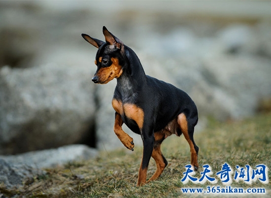 小鹿犬.jpg