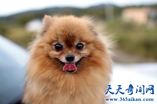博美犬.jpg