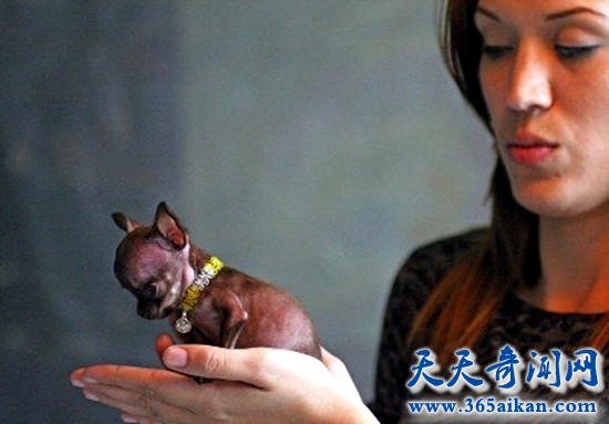 吉娃娃狗米莉.jpg