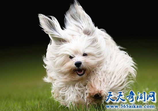 哈瓦那犬.jpg