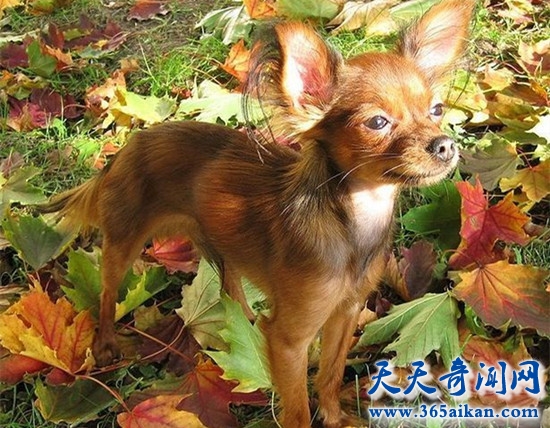 俄罗斯玩具犬.jpg