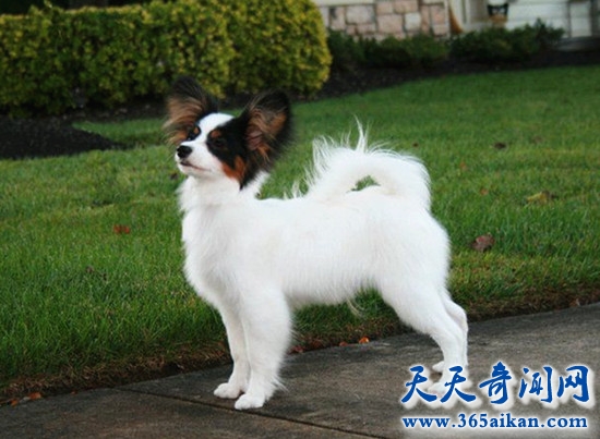 蝴蝶犬.jpg