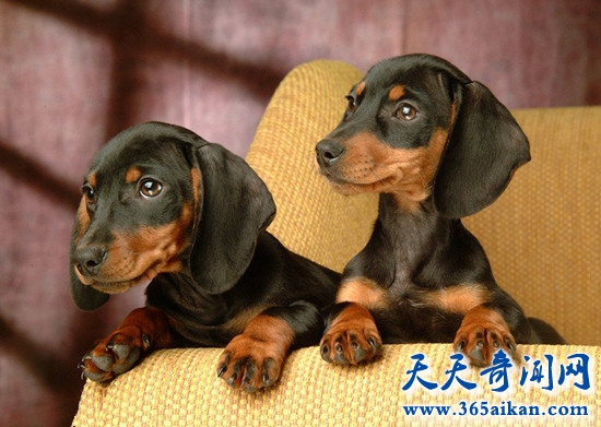 迷你腊肠犬.jpg