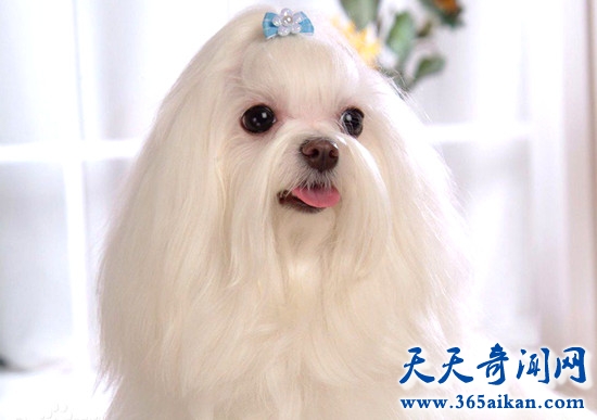 马尔济斯犬.jpg