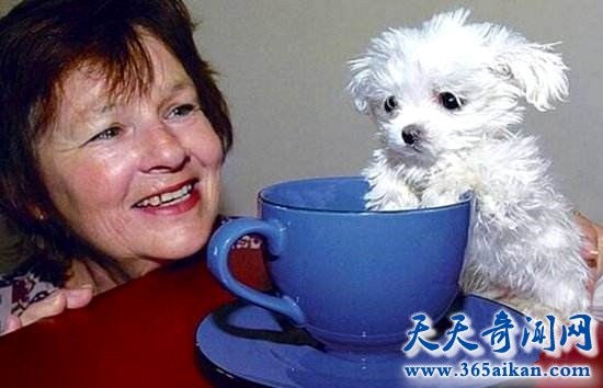斯库特尔_副本.jpg