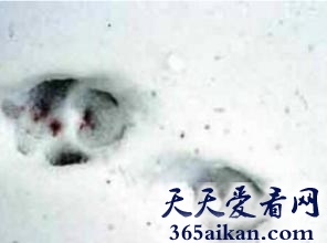 盘点全球最诡异事件有哪些？个个让您看得摸不着头脑！
