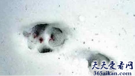 美国“大脚八”之谜.jpg