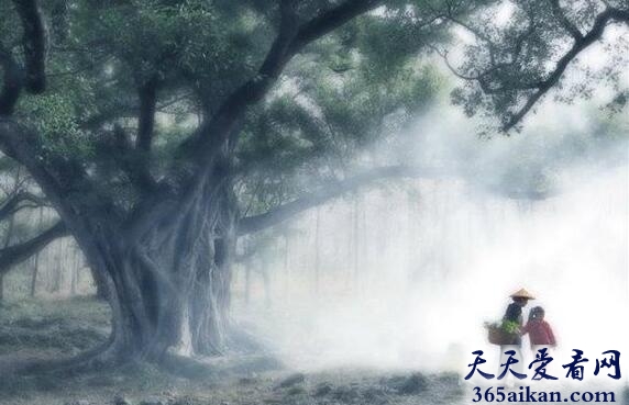 海伦·瓦默巴赫博士的人口数据研究.jpg