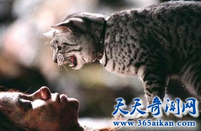 猫诅术1.jpg