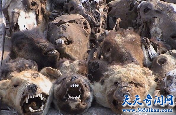 黑巫术7.jpg