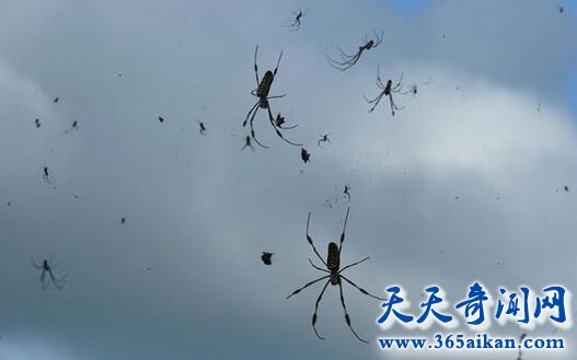动物雨.jpg