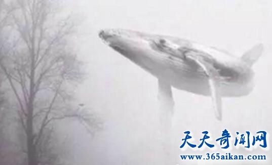 死亡游戏蔓延全世界，蓝鲸游戏50个任务诱导青少年自杀！