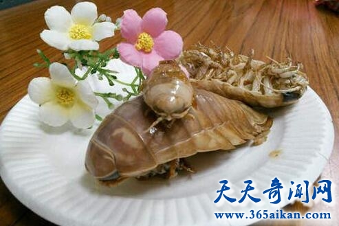 探索最奇特的深海动物大王具足虫，大王具足虫能吃吗？