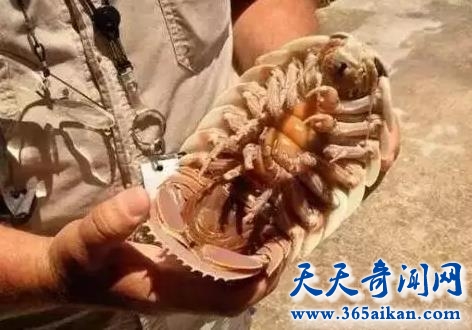 探索最奇特的深海动物大王具足虫，大王具足虫能吃吗？