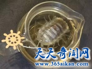 探索最奇特的深海动物大王具足虫，大王具足虫能吃吗？
