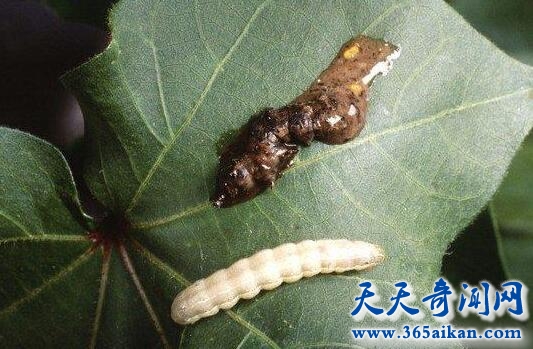 僵尸毛虫2.jpg