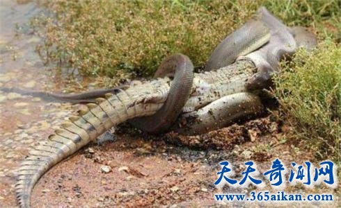 食人鳄大战巨蟒，两顶级掠食者双双毙命！