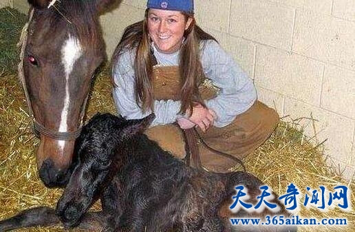 美女给公马交配.jpg
