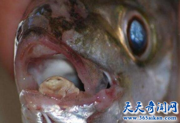 揭秘外星寄生虫的恐怖生存方式？外星寄生虫是如何寄生的？