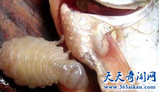 揭秘外星寄生虫的恐怖生存方式？外星寄生虫是如何寄生的？