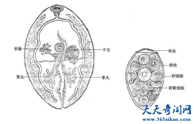 上海女子水中探险感染寄生虫，腿部挖出活虫！