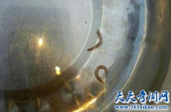 自来水管中流出百余条虫子，这种自来水您敢喝吗？