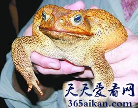 动物中的食物链，澳大利亚用食肉蚁吃掉有毒蔗蟾