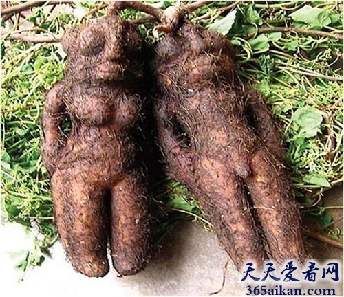 骗局揭秘，利益使人铤而走险，人形何首乌频频出现