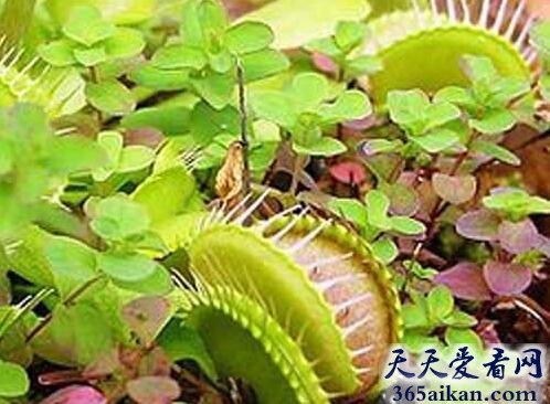 食人树真的吃人吗？.jpg